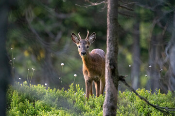a young roebuck is standing in the forest at a june morning