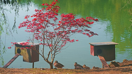 Bird houses on the shore of a beautiful lake. Ducks live in their natural environment