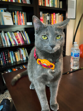 Cat Standing On Office Desk Water Bottle Library Background