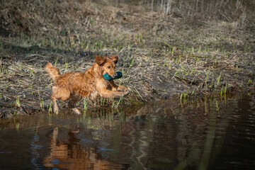 Beautiful golden retriever dog carrying a training dummy in its mouth
