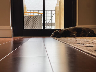 cat sleeping indoor on carpet wood floors light view