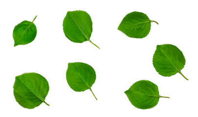 Apple-tree green leaves isolated on a white background, top view