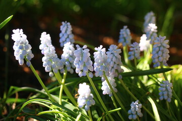 Szafirek biały Muscari Album