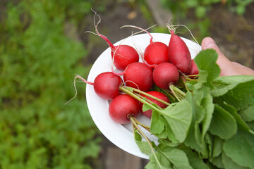 In the hands of a farmer, a freshly picked radish on a white plate.