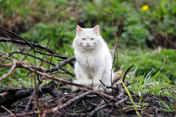 White stray cat sitting at the sidewalk in countryside