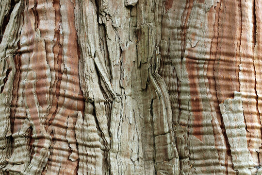 The bark is orange-brown weathering grayish, smooth at first, becoming fissured. Calocedrus decurrens, incense cedar, california incense-cedar - is a species of coniferous tree.