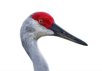 Sandhill Crane - Grus canadensis pratensis - showing transparent nictitating membrane Isolated...