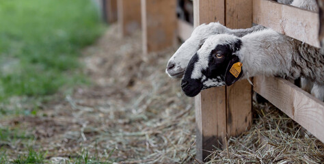 Livestock. Sheep in the pen. The concept of animal husbandry and rural life. Portrait of sheep in...