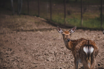 Portrait. A little fawn walks in a paddock on a ranch, on a private eco farm or in a contact zoo. Animal husbandry. Love for animals.