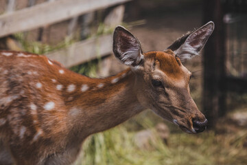 Portrait. A little fawn walks in a paddock on a ranch, on a private eco farm or in a contact zoo....