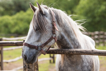 A beautiful portrait of a horse in a paddock on a ranch, on a private eco farm or in a contact zoo....