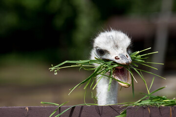 Domestic bird. An ostrich in a pen. The concept of animal husbandry and rural life. Portrait of an ostrich in the fresh air. Close-up. A pet on a private eco farm. Agricultural industry.