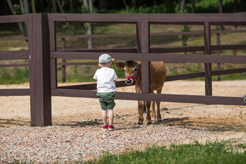 A little boy feeds a little bull on a ranch on a private eco farm or in a contact zoo. A child caresses animals in the zoo. Family weekend.