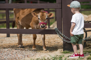 A little boy feeds a little bull on a ranch on a private eco farm or in a contact zoo. A child...