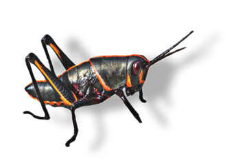 oung eastern or Florida Lubber grasshopper - Romalea microptera,  Young nymph stage black and red stripe color phase.  Isolated cutout on white background.