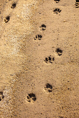 Sand texture with animal footprints