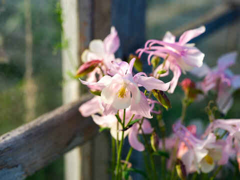 Close-up shot of light pink Common columbine (Aquilegia vulgaris) flowers blooming in a garden.