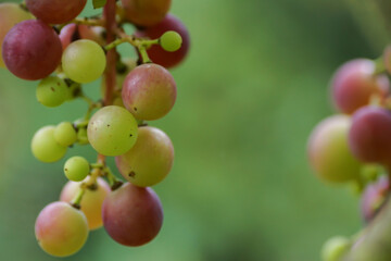 Weintrauben