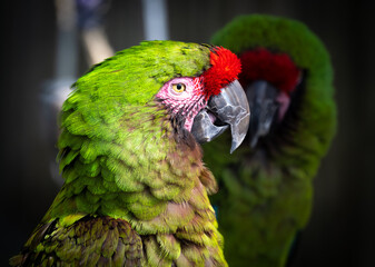 Pair of great green macaws with one in profile