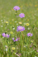 A field scabous (Knautia arvensis) on a meadow.