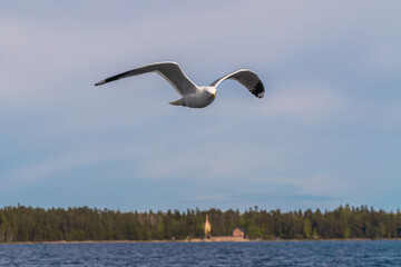 Russia. Leningrad region. May 29, 2022. Lake seagull over Lake Ladoga.