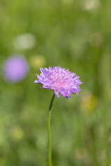 knautia arvensis, field, scabious, blossom, flower, meadow, green, purple, pink, closeup, macro