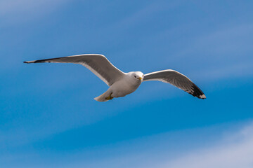 Russia. Leningrad region. May 29, 2022. Lake seagull, filmed in flight.