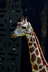 Portrait of a young giraffe in their environment