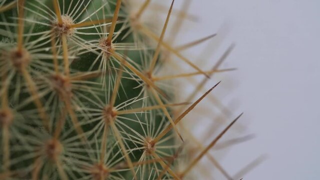 Close Up Of Old Lady Cactus Plant Revolving Around Itself On The White Screen Background
