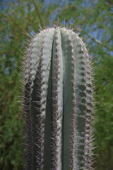 Close-up view of the top of a sharp spiked saguaro cactus