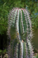 Close-up view of the top of a sharp spiked tall cactus