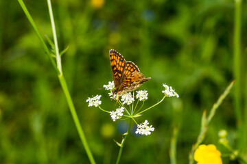 butterfly on the grass