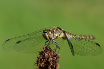 Libelle