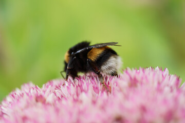 Hummel