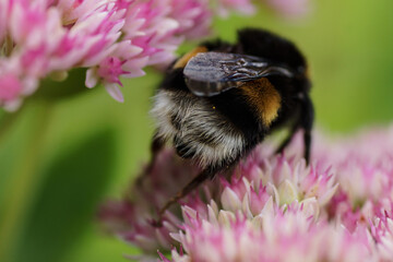 Hummel