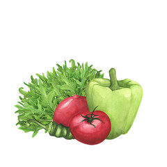 Ripe tomatoes, Arugula, green bell pepper on white background. Watercolor hand drawing illustration. Art decoration