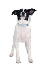 Happy Rat terrier puppy dog is standing on a white background