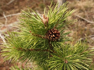 Fototapeta premium Lodgepole Pine (Pinus contorta) cone in Beartooth Mountains, Montana