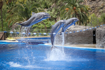 Naklejka premium Trzy delfiny skaczące przez linę.