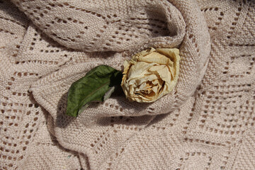 dried white rose on a knitted sweater