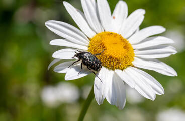 Beetle on white chamomile flower, nature.