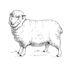 Vector hand drawn illustration of a white sheep staying on the ground. Sketch of ewe isolated on white.