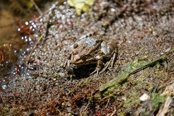 The frog sits on the shore close-up.