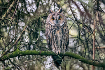 Long-eared owl sitting on a branch
