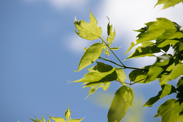 green leaves of trees close-up against the blue sky