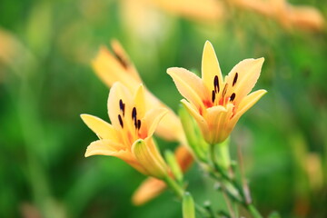 blooming Daylily(Hemerocallis fulva) flowers and buds,close-up of yellow with orange flowers blooming in the garden 
