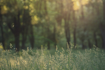 Close-up grass wallpaper. Beautiful fresh green spring grass with shining sun and sun rays. Soft focus. Vegetative background with wildflowers, a panorama of a sunny meadow, macro, bokeh