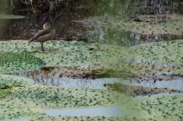 Lesser Whistling-Duck, Dendrocygna javanica