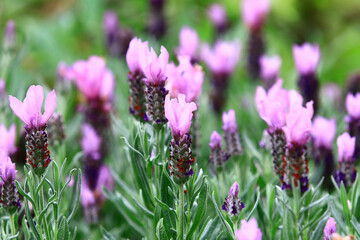 beautiful Lavender blossoms,close-up of purple Lavender flowers blooming in the garden in spring