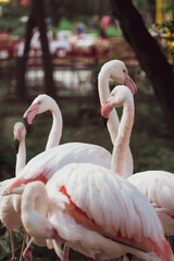 Naklejka premium Flamingo in the Zoo. Closeup profile portrait of a pink flamingo. A group of flamingoes. Pink flamingos against green background. Phoenicopterus roseus, flamingo family.